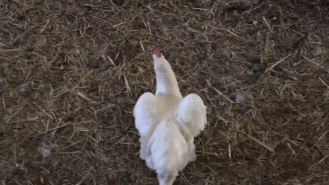 CHICKEN.gif