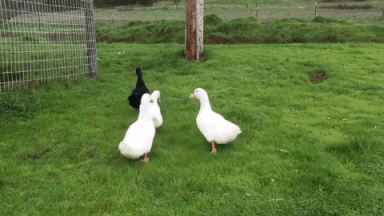 Ducks GIF-downsized_large